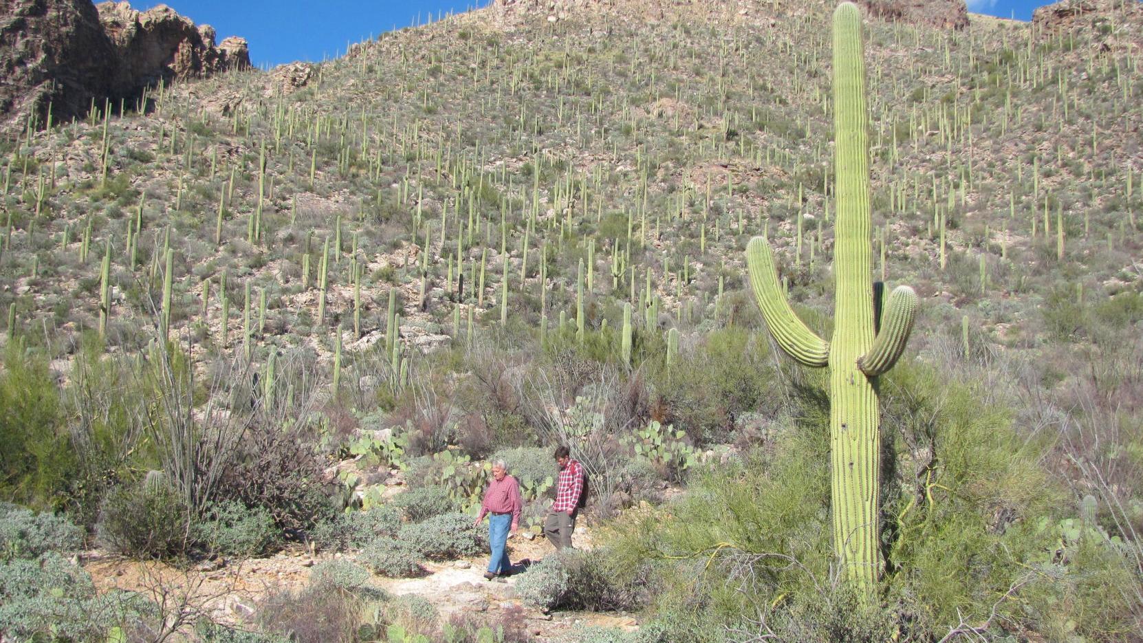 Photos: Pima Canyon trail in the Santa Catalina Mountains